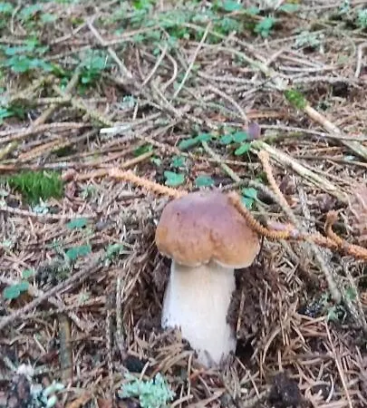 Bulle De Bois, Insolite Avec Privatif Au Milieu Des Volcans - Bulles D'herbe *